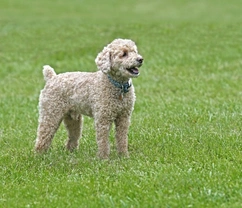 Is a Poochon the Right Dog for You? A 2025 Guide