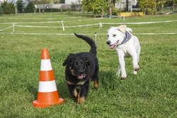Complete Guide to Canine Rally: UK’s Newest Dog Sport