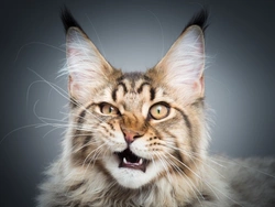 10 Fascinating Facts About Maine Coon Cats