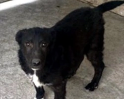 Adozioni cani: la storia di Ron, cucciolone simil Labrador