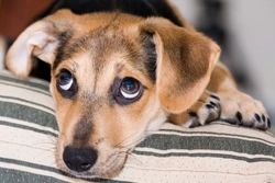 Puppy Crying: How to Calm Your New Puppy Quickly