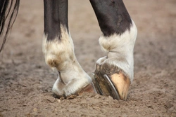 How to Treat and Prevent Thrush in Horses Hooves