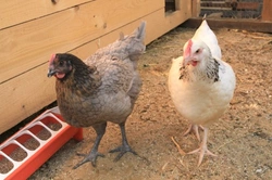 What is Coccidiosis? Symptoms, Treatment & Prevention in Chickens