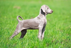 Juvenile Pyoderma in Weimaraner Dogs: Symptoms & Treatment Guide