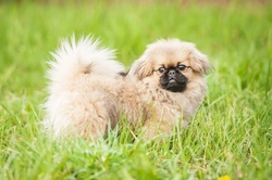 Diabetic Dog Supplies Every Owner Should Keep to Hand