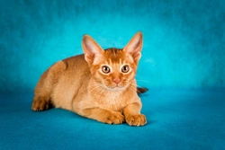 Abyssinian Cat Health Issues: A Complete Owner’s Guide