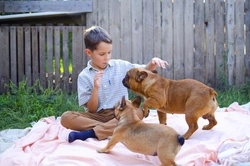 Why does a dog jump up at children but not adults?