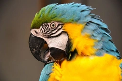 Common feather and skin conditions in pet birds explained