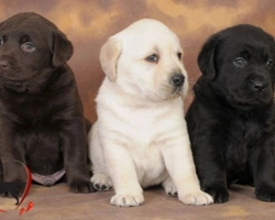 Labrador Retriever, origine dei tre colori del mantello