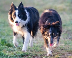 La monta artificiale