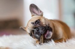 7 Vet-Approved Causes & Solutions for French Bulldog Toileting
