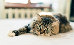 Cuidado de las patas y uñas de tu gato: guía completa