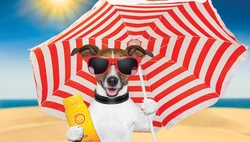 Bescherm uw hond tegen de zon met zonnebrand
