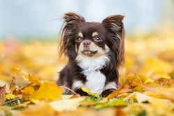 Keeping your dog safe on Guy Fawkes night in 7 tips