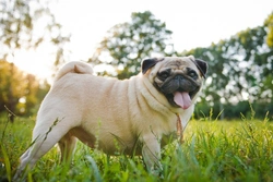 Six key causes of unexplained canine weight gain
