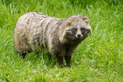 RSPCA Warns of Risks and Concerns Over Exotic Pets in UK Homes