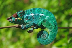 Chameleons: The amazing technicolour pet care guide