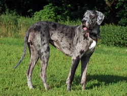 UK’s Top 5 Popular Giant Dog Breeds Explained