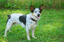 Common Reasons Why Dogs Pant: Causes & When to Seek Help