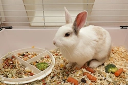 Different Ways to Keep a House Rabbit Safely