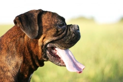 7 Fascinating Facts About Your Dog’s Saliva