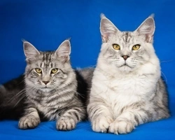 Gatti giganti: le razze più comuni in Italia