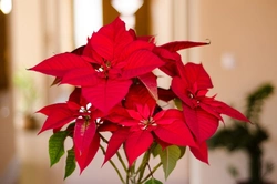 5 Common Toxic Houseplants and Flowers for Cats Explained