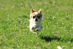 The Truth About Teacup Dogs: Risks and Responsible Buying