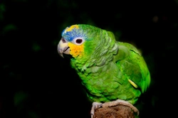 Blue Fronted Amazon Parrot Care and Ownership Guide