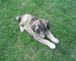 Pastore del Caucaso cucciolo: prezzo, peso e carattere