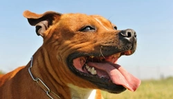 Estereotipos sobre razas de perros agresivos en España