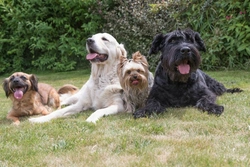 How Many Pets Are Too Many? A Responsible Owner's Guide