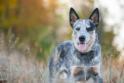 Hereditary Cystinuria Testing for Australian Cattle Dogs