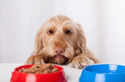 Ten Common Dog Food Ingredients Explained Clearly