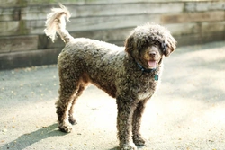 Curly Coated Retriever vs Portuguese Water Dog: Best Family Pet