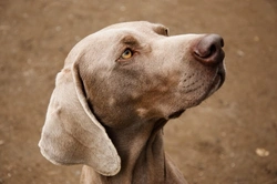 Managing Urinary Incontinence and Oestrogen in Bitches