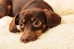 6 Dog Behaviour Myths Demystified with Facts