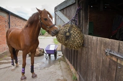 Why Horses Go Off Their Feed: Causes and Care Tips
