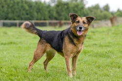 Harvest Mites and Dogs: Identifying and Managing Autumn Allergens