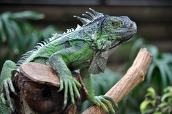 Complete Guide to Types of Iguana and Their Care