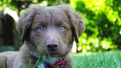 Did you know dogs can see ultraviolet light?