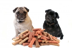 Dog Not Eating Treats? Reasons & Solutions Explained