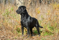 English vs American Labrador Retriever: Key Differences