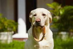 Preventing and Treating Dog Collar Chafing Safely