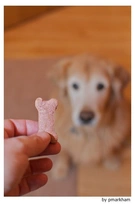 Comportamiento canino - Métodos para modificar la conducta