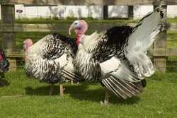 How Easy is it To Keep One or Two Turkeys?