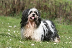 Grooming Styles for the Lhasa Apso: Full Care Guide