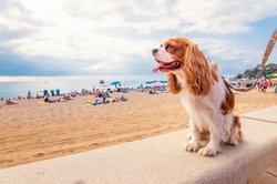 How to Travel with Your Dog: Essential Tips for a Smooth Trip