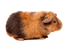 10 Charming & Unusual Guinea Pig Breeds Explained