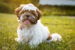 How to Recognise If Your Dog Has a Wheat Allergy